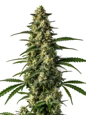 Blimburn Seeds Mamba Negra Fbv 9 Stk feminisiert Blimburn Seeds Mamba Negra Fbv 3 Stk feminisiert