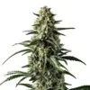 Blimburn Seeds mango Samen