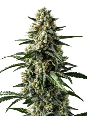 Blimburn Seeds Mango 9 Stk feminisiert Blimburn Seeds Mango 6 Stk feminisiert