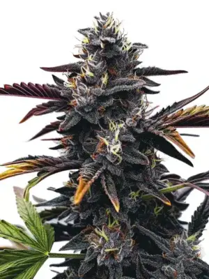Blimburn Seeds Narkosis 9 Stk feminisiert Blimburn Seeds Narkosis 3 Stk feminisiert