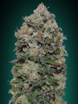 00 Seeds northern lights Samen