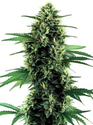 Blimburn Seeds Northern Auto 9 Stk feminisiert