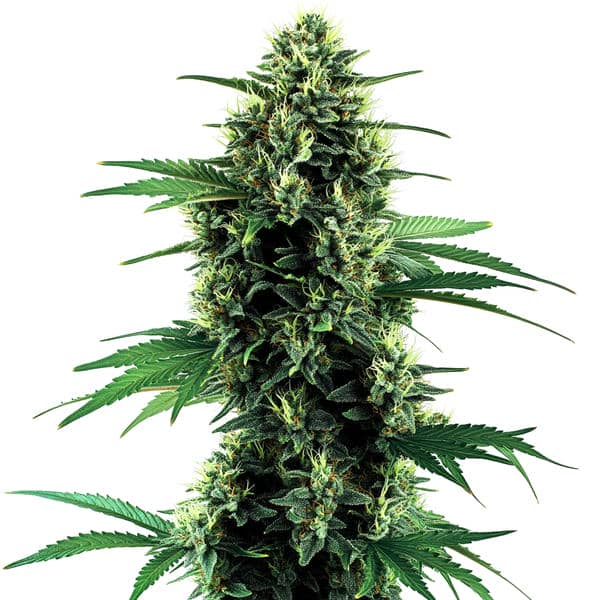 Blimburn Seeds Northern Auto 9 Stk feminisiert