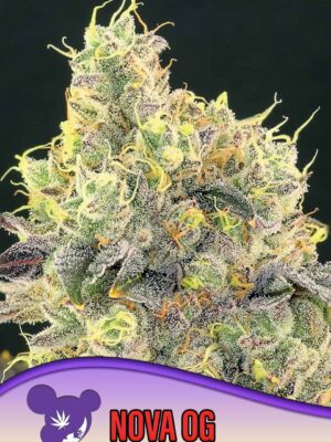 Anesia Seeds nova og Samen