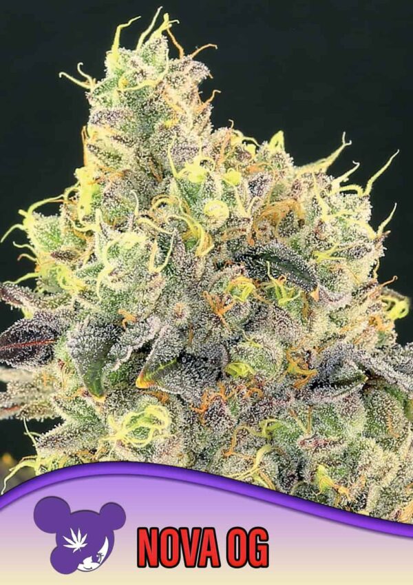 Anesia Seeds nova og Samen