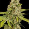 Dinafem OG Kush Auto 10 Stk feminisiert