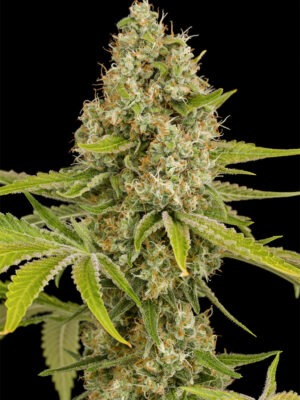 Dinafem OG Kush Auto 10 Stk feminisiert Dinafem OG Kush Auto 10 Stk feminisiert