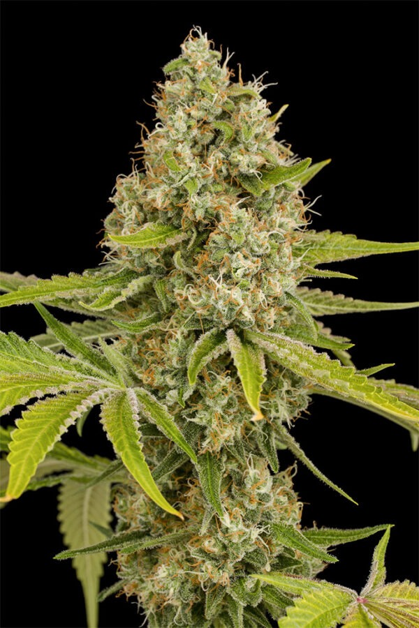 Dinafem OG Kush Auto 10 Stk feminisiert