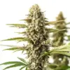 Blimburn Seeds Orient Auto 3 Stk feminisiert
