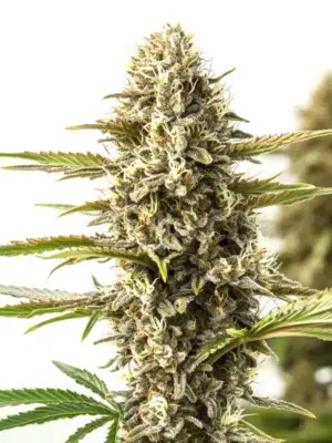 Blimburn Seeds Orient Auto 3 Stk feminisiert