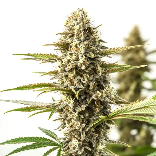 Blimburn Seeds Orient Auto 3 Stk feminisiert