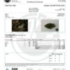 Ace Seeds orient express regular seeds Samen – Bild 3