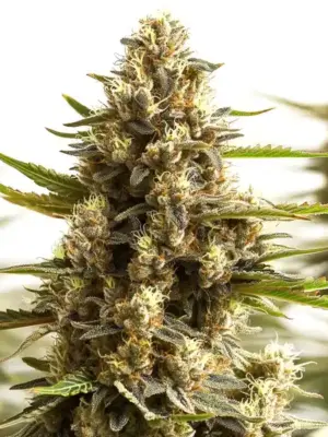 Blimburn Seeds Original Clon 9 Stk feminisiert Blimburn Seeds Original Clon 3 Stk feminisiert