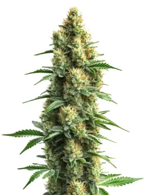 Blimburn Seeds Orka 3 Stk feminisiert Blimburn Seeds Orka 3 Stk feminisiert