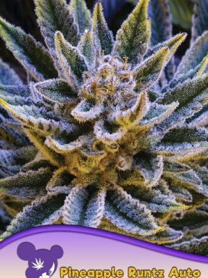Anesia Seeds pineapple runtz auto Samen