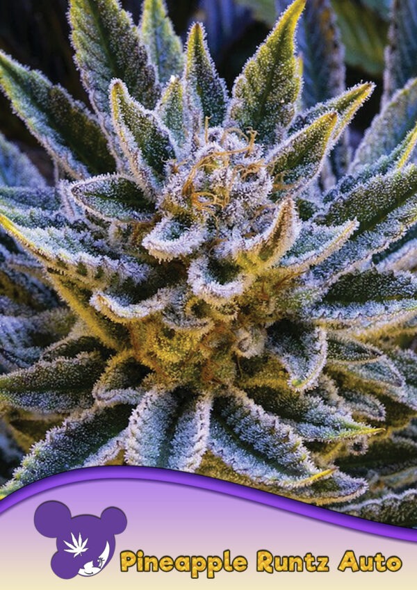 Anesia Seeds pineapple runtz auto Samen