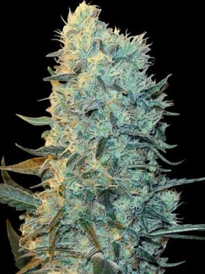Spliff Seeds Power Plant 5 Stk feminisiert Spliff Seeds Power Plant 5 Stk feminisiert