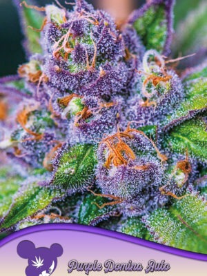 Anesia Seeds purple domina auto Samen
