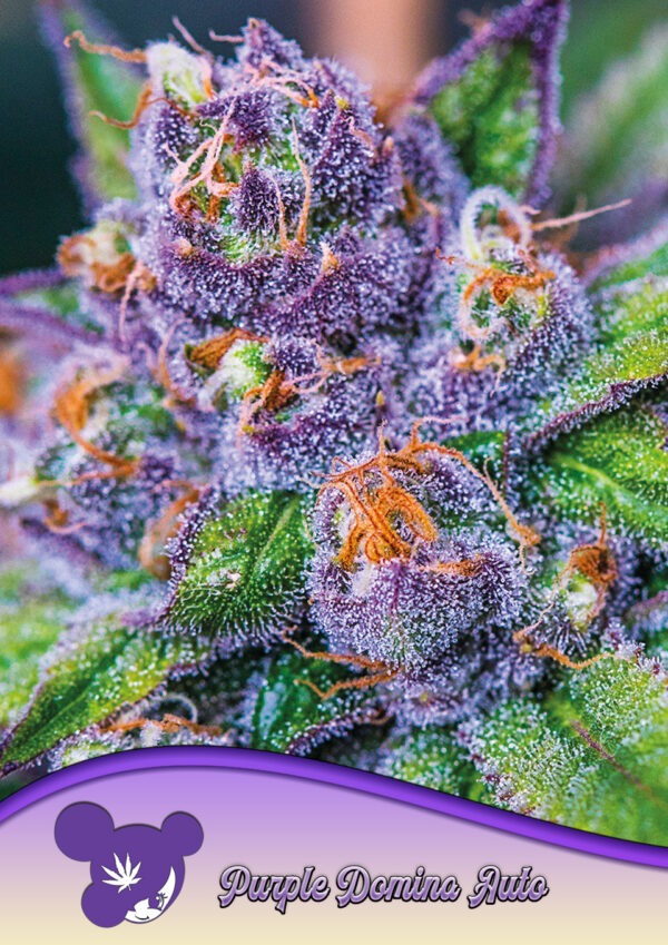Anesia Seeds purple domina auto Samen