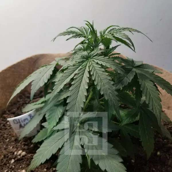 Blimburn Seeds ak auto Samen – Bild 4