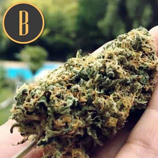 Blimburn Seeds santa muerte Samen – Bild 3