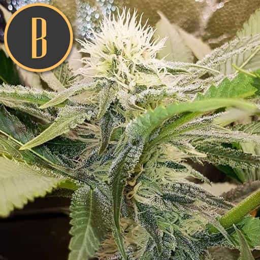 Blimburn Seeds sour diesel Samen – Bild 2