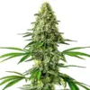 Blimburn Seeds santa muerte Samen
