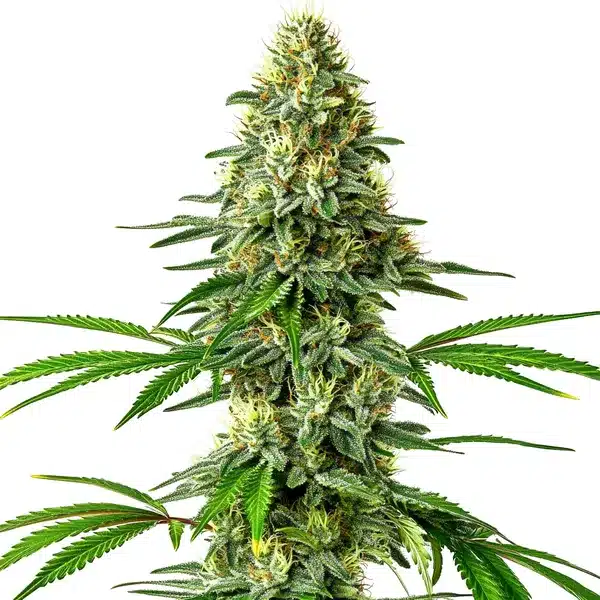 Blimburn Seeds santa muerte Samen