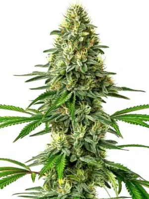 Blimburn Seeds Santa Muerte 9 Stk feminisiert Blimburn Seeds Santa Muerte 3 Stk feminisiert