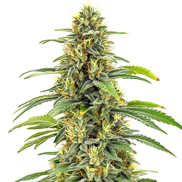 Blimburn Seeds Santa Muerte Fbv 3 Stk feminisiert