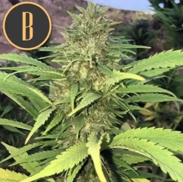 Blimburn Seeds santa muerte Samen – Bild 2