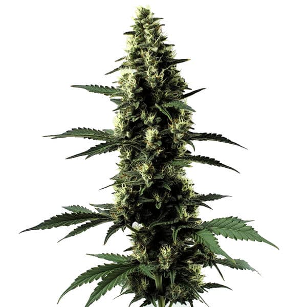 Blimburn Seeds silver surfer haze Samen