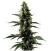 Blimburn Seeds Silver Surfer Haze 3 Stk feminisiert