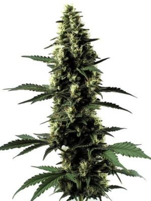 Blimburn Seeds Silver Surfer Haze 3 Stk feminisiert Blimburn Seeds Silver Surfer Haze 3 Stk feminisiert
