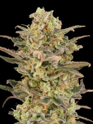 Advanced Seeds somango glue Samen Advanced Seeds somango glue Samen