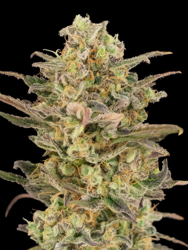 Advanced Seeds somango glue Samen