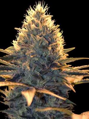 Spliff Seeds Spliff Cheese 5 Stk feminisiert Spliff Seeds Spliff Cheese 5 Stk feminisiert