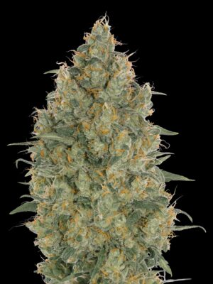 Advanced Seeds strawberry gum Samen Advanced Seeds strawberry gum Samen