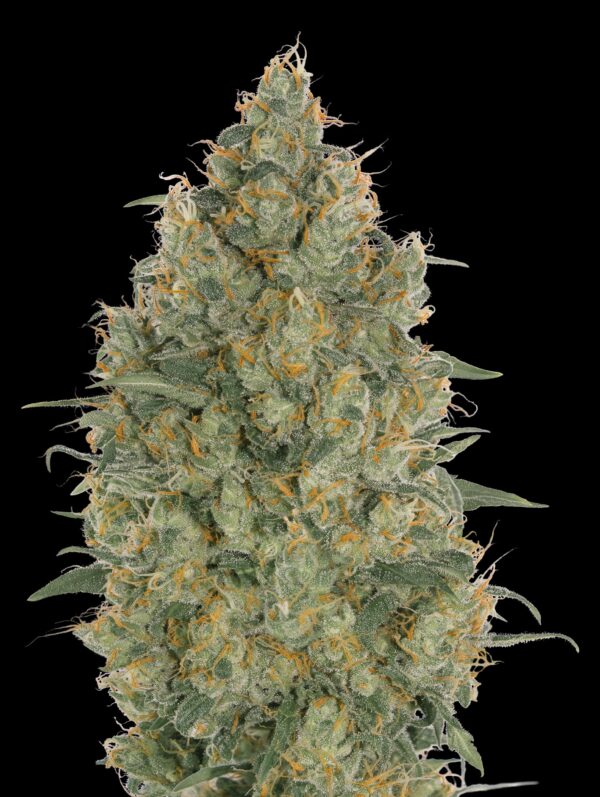 Advanced Seeds strawberry gum Samen