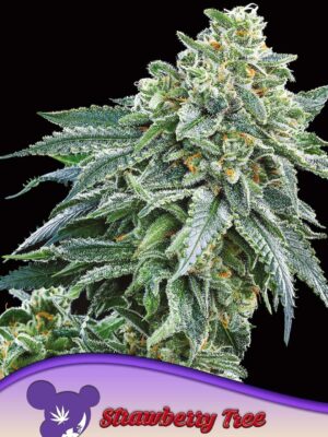 Anesia Seeds strawberry tree Samen