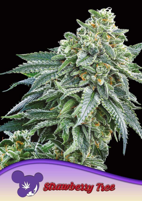 Anesia Seeds strawberry tree Samen