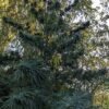 Ace Seeds super malawi haze regular seeds Samen – Bild 3