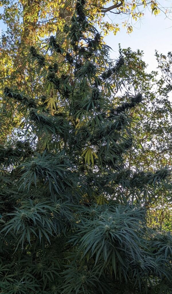Ace Seeds super malawi haze regular seeds Samen – Bild 3
