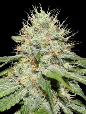 Spliff Seeds Sweet n Sour Indoor 5 Stk feminisiert Spliff Seeds Sweet n Sour Indoor 5 Stk feminisiert