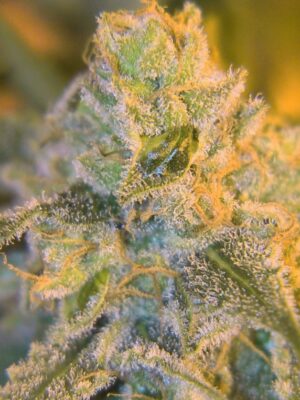 Spliff Seeds Sweet n Sour Outdoor 5 Stk feminisiert Spliff Seeds Sweet n Sour Outdoor 5 Stk feminisiert