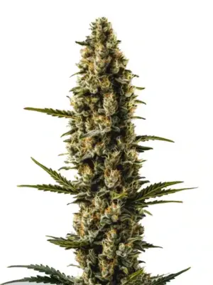 Blimburn Seeds Sweety Auto 3 Stk feminisiert