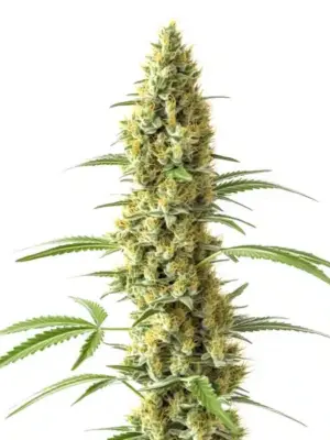 Blimburn Seeds Tijuana 3 Stk feminisiert