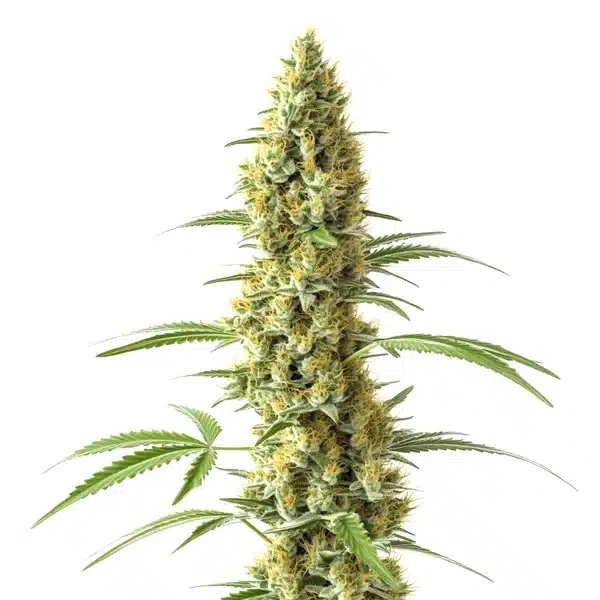 Blimburn Seeds Tijuana 3 Stk feminisiert