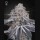 Green House Seeds velvet moon Samen – Bild 3