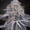 Green House Seeds velvet moon Samen